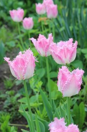 Tulips / ***