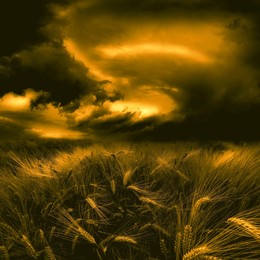 befor the storm / Fotografie eines Getreidefeldes