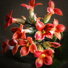 Blüte / ***