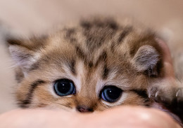  / Kitten.