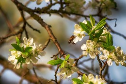 Frühling / ***