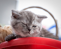 Kitten / ***