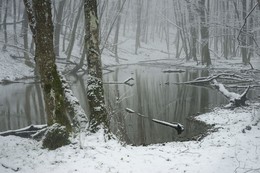 Im Wald / ***