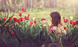 Tulips / ***