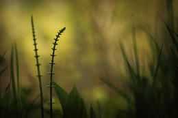 Im Wald / ***