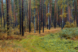 Wald / ***