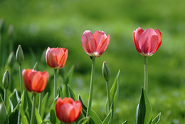 Frühling / ***
