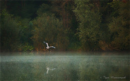 Am See in den Wäldern / ***