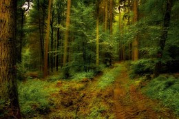 Nach dem Regen / ***