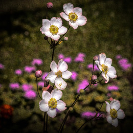 Blüte / ***