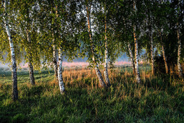 Birches / ***