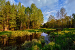 Im Frühjahr Wald / ***