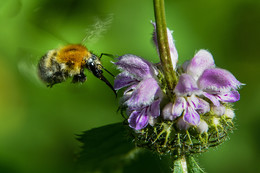 Bumblebee / ***