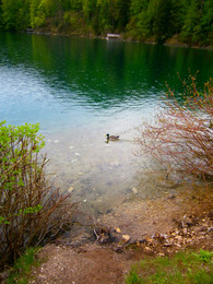  / Alpsee