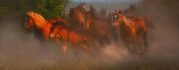 Herde / ***