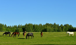 Pferde / ***