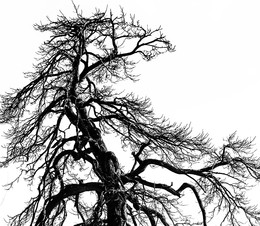 Baum ... / ***