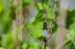 Dragonfly flach / ***