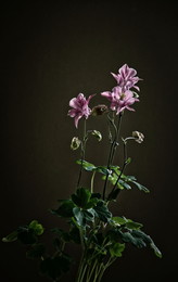 Aquilegia / ***
