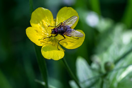 eine Fliege auf dem Feld ist weg ... / ***