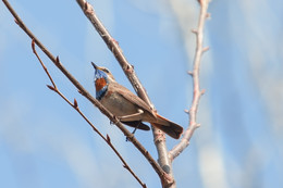 Blaukehlchen / ***