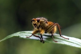 Fliegen. / ***