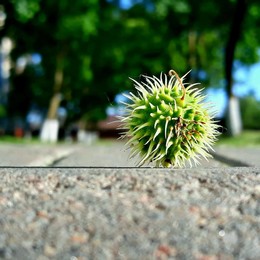 Sommer / ***
