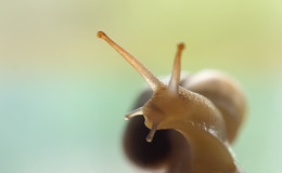 Schnecke ... / ***