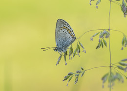 Kupfer-Schmetterling / ***