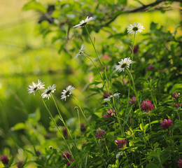 Gänseblümchen. / ***