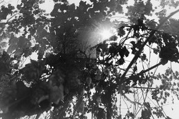 Herbst-Traum- / ***