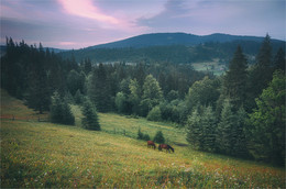 auf der Weide / ***