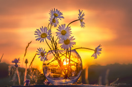 Gänseblümchen / ***