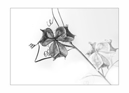 Linien und Formen / ***