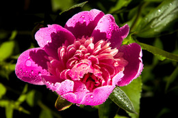 Pfingstrose / ***