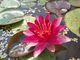 Waterlily. / ***
