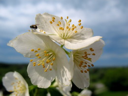 Jasmin / ***