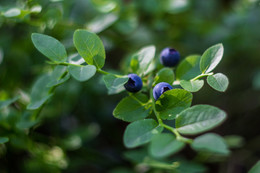 Blaubeeren / ***