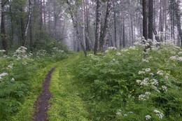 Im Wald / ***
