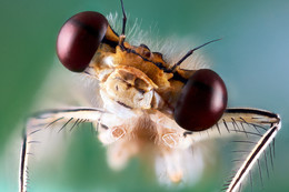 Dragonfly / ***
