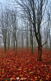 Autumn Melody / ***