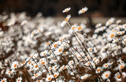 Gänseblümchen / ***