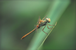 Hubschrauber ... / ***