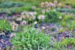 Fuzzies / ***