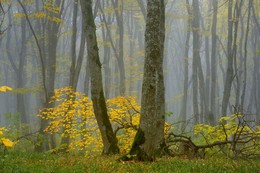 Herbstwald / ***