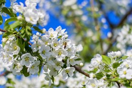 Apfelblüte / ***