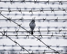 Über den Vogel / ***