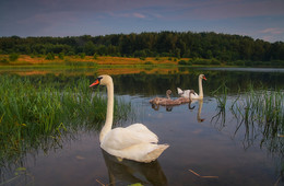 Familien-Fotos / ***