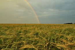 Feld / ***