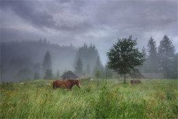 Pferde / ***